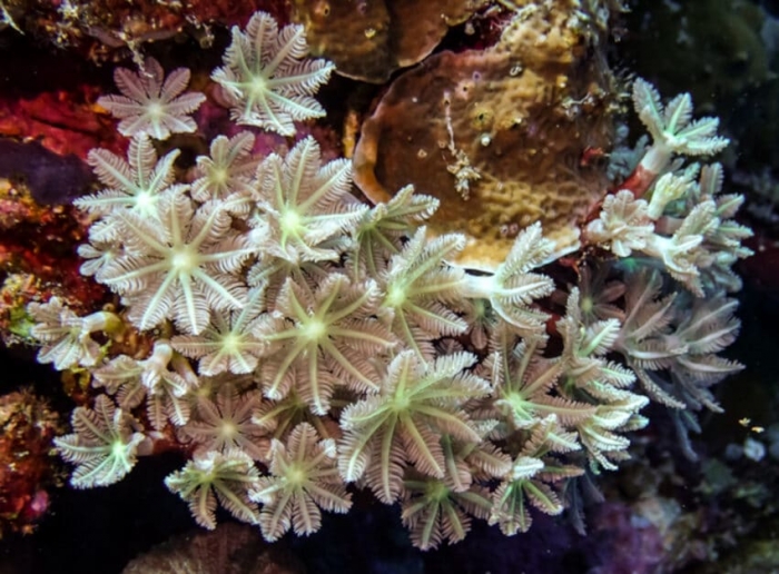 Исследователи обнаружили в кораллах мощное противораковое соединение