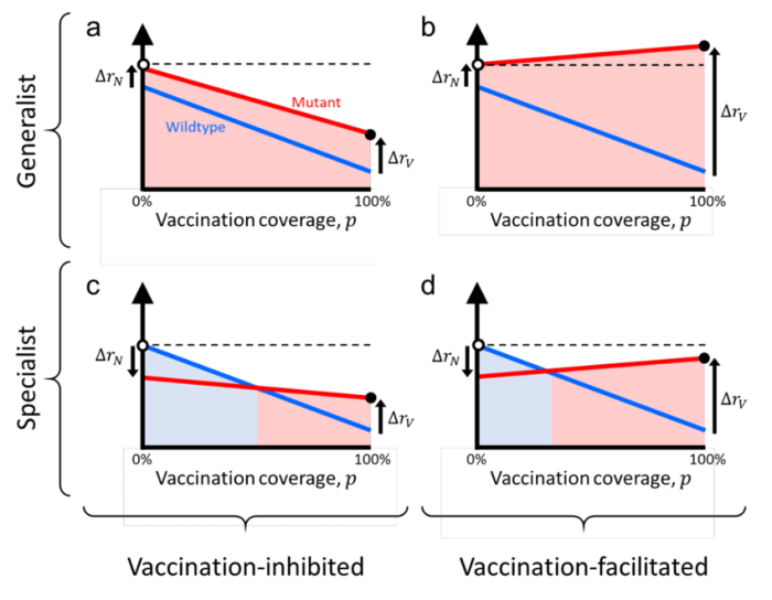 Как вакцинация влияет на эволюцию вирусов