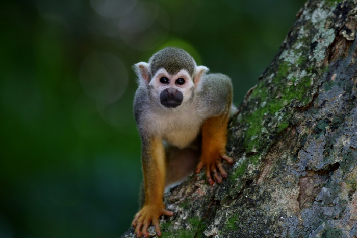 В Бразилии подтвердили первый случай смерти человека от оспы обезьян в стране