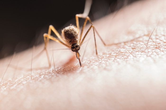 Врач назвал способы защиты от комаров