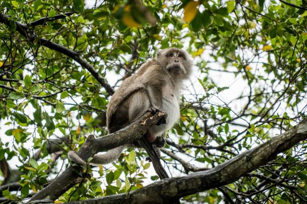 Первая смерть от оспы обезьян зафиксирована в мире