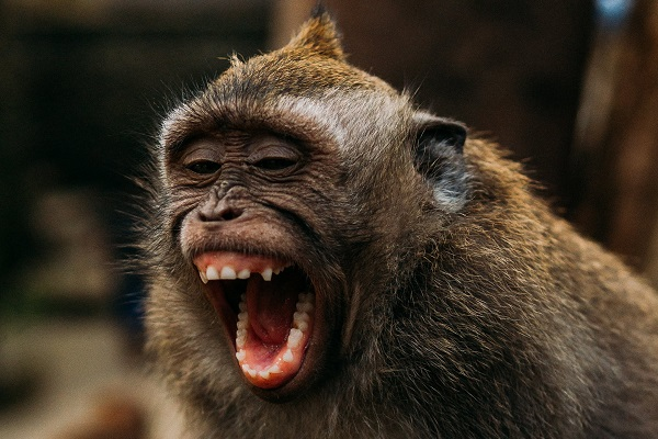 ВОЗ созывает чрезвычайную встречу из-за оспы обезьян