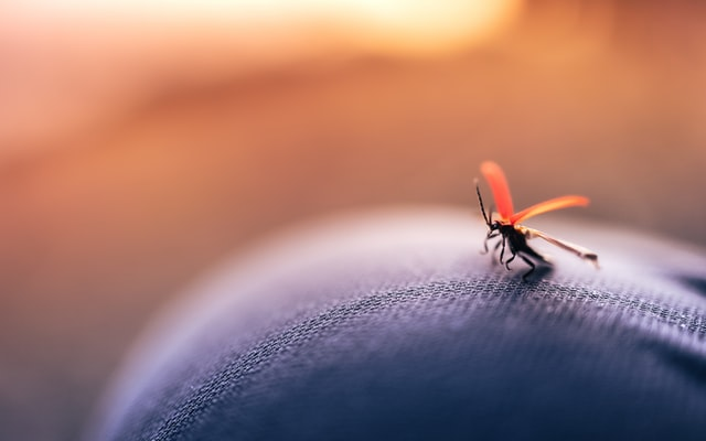 Врачи выяснили, какие вирусы в человеке привлекают комаров