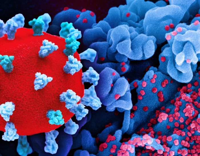 Заражение вариантом коронавируса Омикрон может защитить от гриппа