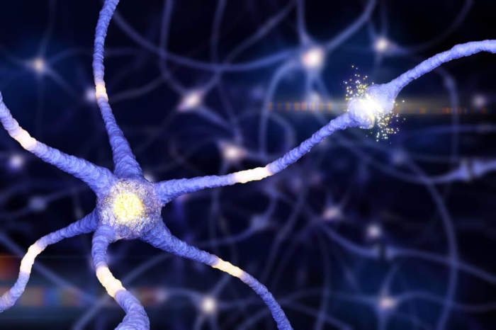 COVID: чрезмерная потеря нейронных связей объясняет стойкие когнитивные симптомы
