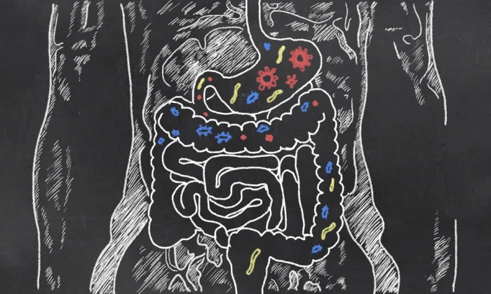 Как кишечные бактерии конкурируют друг с другом, чтобы остаться в кишечнике?
